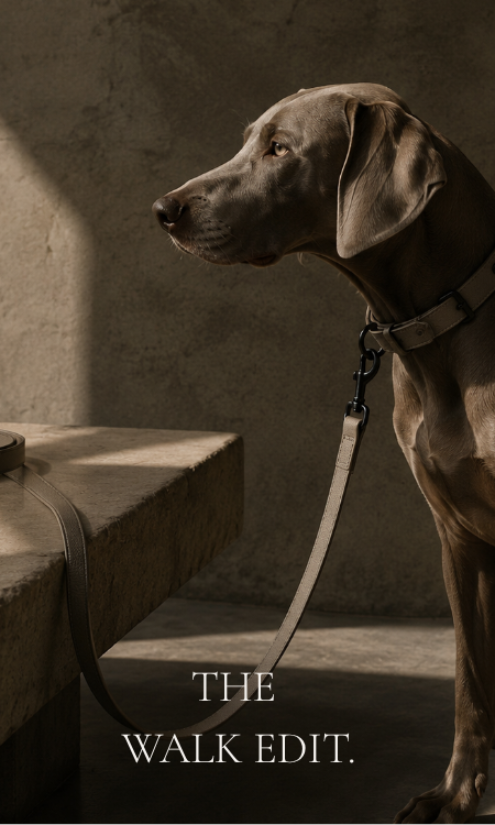 dog with lead in a minimal luxury lifestyle shot