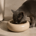 Grey cat eating from a sand ceramic bowl in a soft modern interior setting with warm natural light.