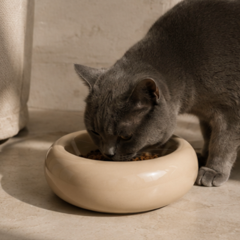 Grey cat eating from a sand ceramic bowl in a soft modern interior setting with warm natural light.