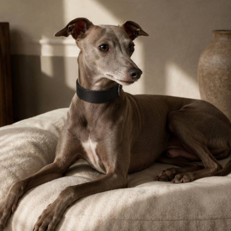 Dog lying on a cushion with luxury leather collar 