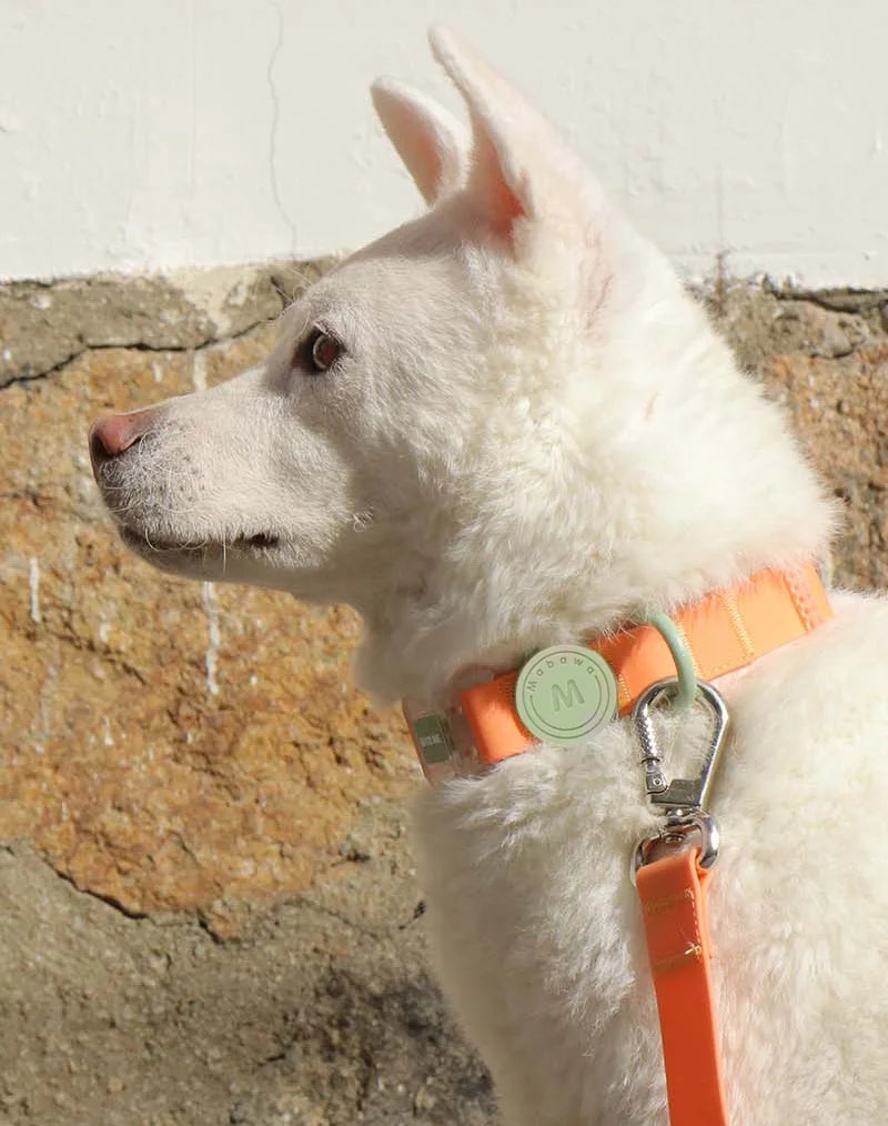 Candy-Colored Waterproof Adjustable PVC Dog Collar and leash